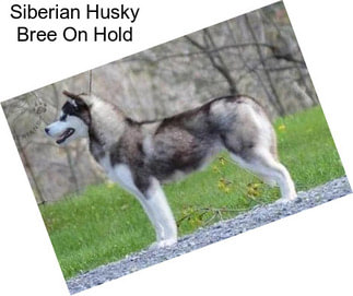 Siberian Husky Bree On Hold
