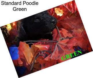 Standard Poodle Green
