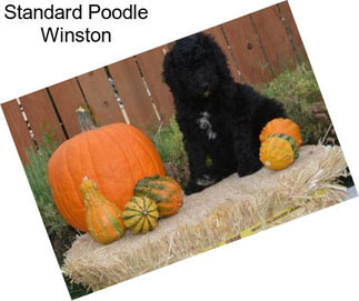 Standard Poodle Winston