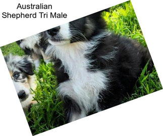 Australian Shepherd Tri Male