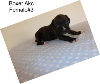 Boxer Akc Female#3