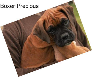 Boxer Precious