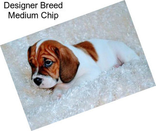 Designer Breed Medium Chip