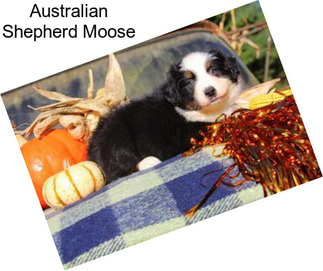 Australian Shepherd Moose