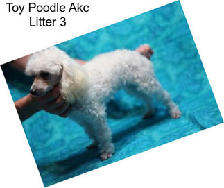 Toy Poodle Akc Litter 3