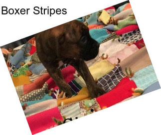 Boxer Stripes