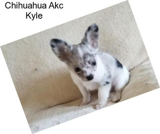 Chihuahua Akc Kyle