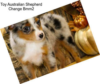 Toy Australian Shepherd Change Bmm2