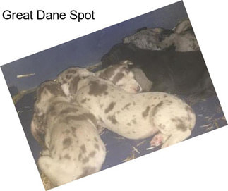 Great Dane Spot