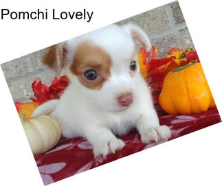 Pomchi Lovely