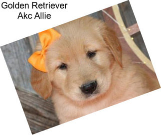 Golden Retriever Akc Allie