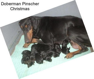 Doberman Pinscher Christmas