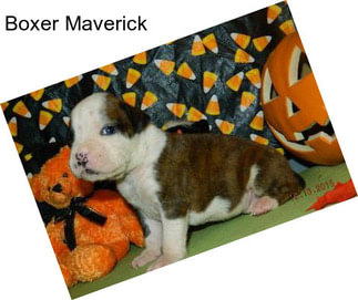 Boxer Maverick