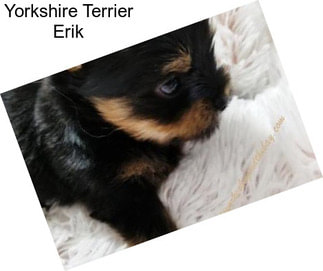 Yorkshire Terrier Erik