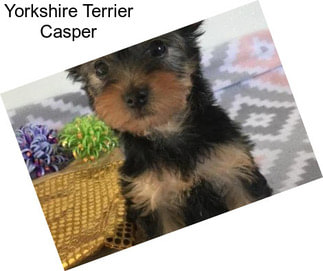 Yorkshire Terrier Casper