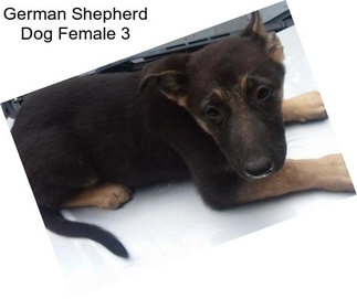 German Shepherd Dog Female 3