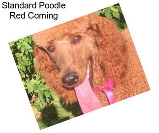 Standard Poodle Red Coming