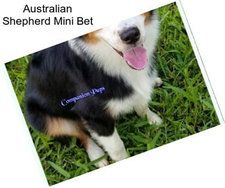 Australian Shepherd Mini Bet