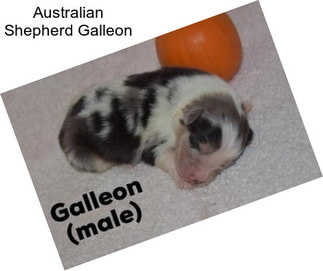 Australian Shepherd Galleon