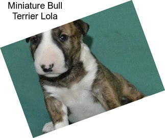 Miniature Bull Terrier Lola