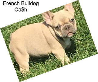 French Bulldog Ca$h