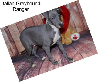 Italian Greyhound Ranger