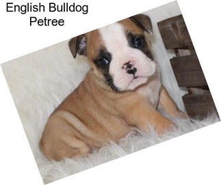 English Bulldog Petree