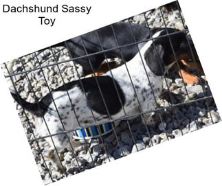 Dachshund Sassy Toy