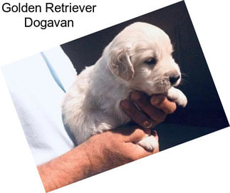 Golden Retriever Dogavan