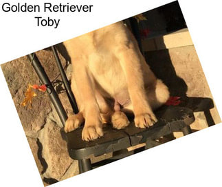 Golden Retriever Toby