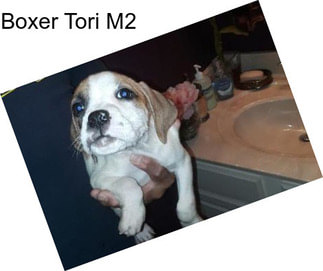 Boxer Tori M2