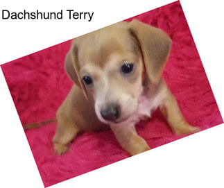 Dachshund Terry