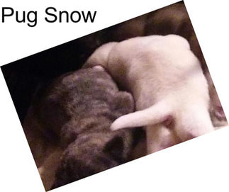 Pug Snow
