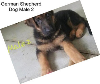 German Shepherd Dog Male 2