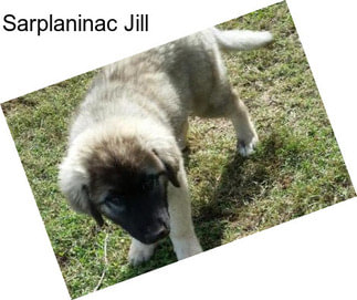 Sarplaninac Jill