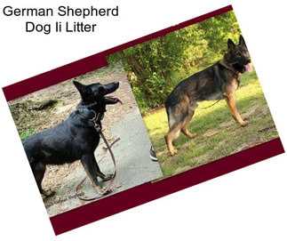 German Shepherd Dog Ii Litter