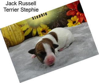 Jack Russell Terrier Stephie