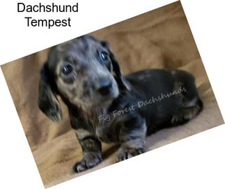 Dachshund Tempest