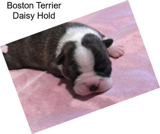 Boston Terrier Daisy Hold