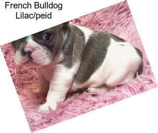 French Bulldog Lilac/peid