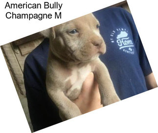 American Bully Champagne M