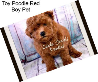 Toy Poodle Red Boy Pet