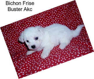 Bichon Frise Buster Akc