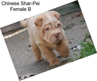 Chinese Shar-Pei Female B