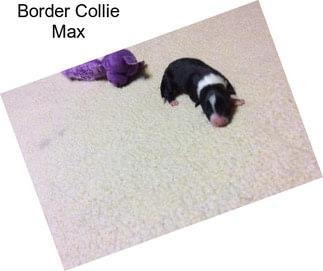Border Collie Max