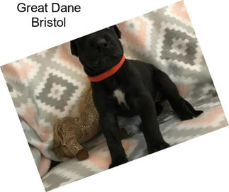 Great Dane Bristol