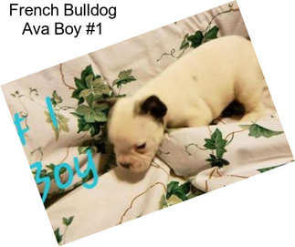 French Bulldog Ava Boy #1