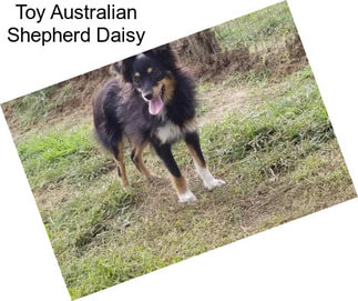 Toy Australian Shepherd Daisy