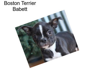 Boston Terrier Babett