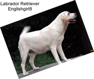 Labrador Retriever Englishgirl8